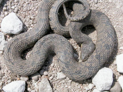 herpjournal 4 30 02 snakes in kansas