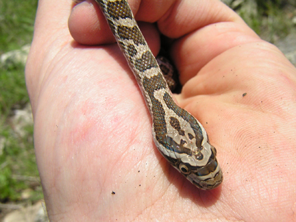 herpjournal 5 7 04 snakes in kansas