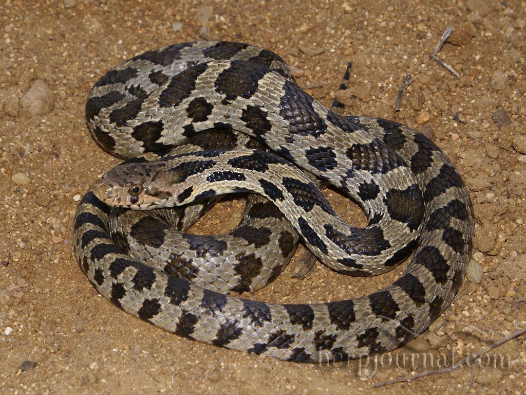 Texas Snake Identification Chart - Bing1024 x 768